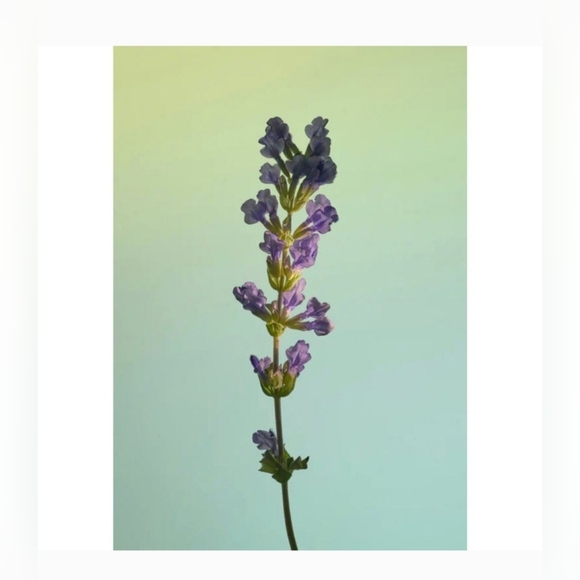 Twentynine Palms Desert Tumbleweed Cleansing Shampoo *NEW* RETAIL $54 - Picture 6 of 7